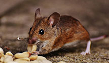 24 Hour & Emergency Exterminators in Royalton, PA